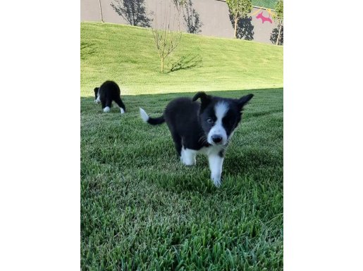 Türkiyenin en özel border Collie yavruları 