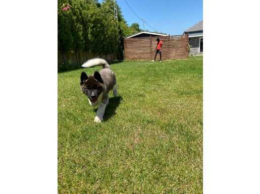 Amerikan Akita inu Yavruları sağlık ve ırk garantilidir 