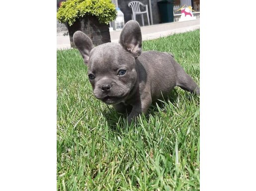 Maşallah demeden geçmeyin BLUE FRENCH BULLDOG 