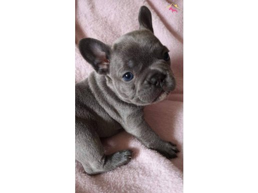 En Ozel Blue French Bulldog Yavruları ÇİFTLİKTEN 