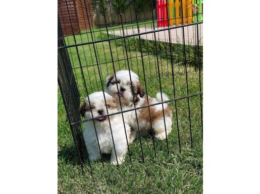 EN SEVİMLİ SHIH TZU YAVRULARİ İSTANBUL 