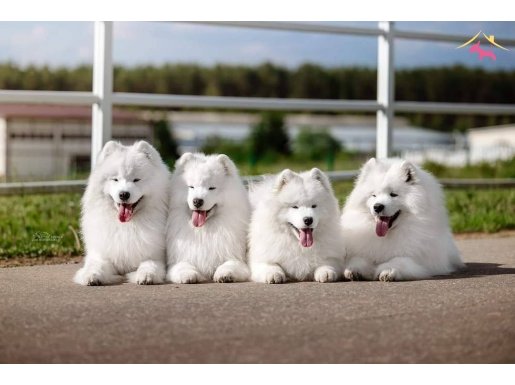 Muhteşem güzel SAMOYED yavrularımız 