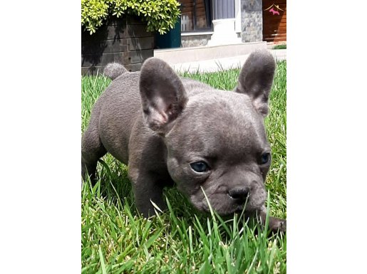 Özel blue french bulldog yavruları 