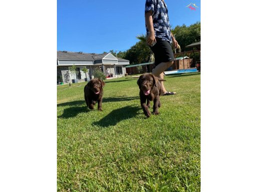 Türkiyenin en özel secereli labrador retriever yavruları 