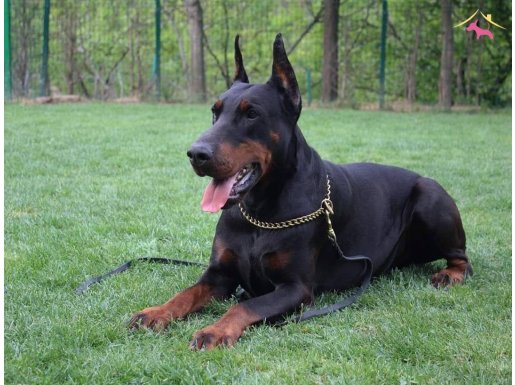 SECERELİ DOBERMAN YAVRULARI 