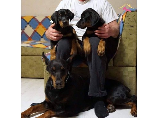 MUHTEŞEM DOBERMAN YAVRULARI 