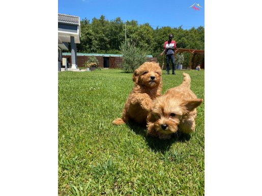 Bebek yüzlü maltipoo yavrulari sizleri bekliyor 