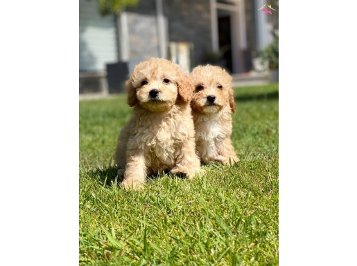 Maltipoo yavruları sizleri bekliyor 