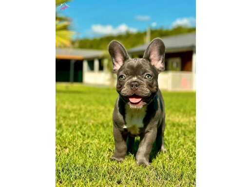 Türkiyenin en özel BLUE FRENCH BULLDOG yavruları 