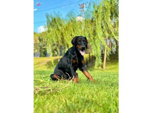 SECERELİ HARİKA DOBERMAN YAVRULARI 