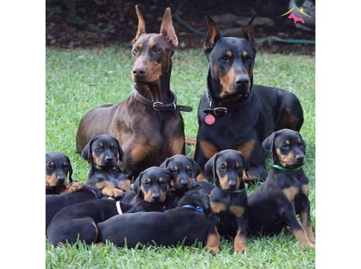 SECERELİ DOBERMAN YAVRULARI 