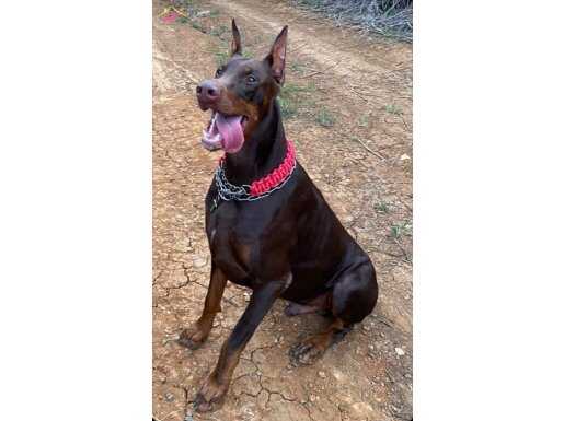 A SECERELİ  KING DOBERMAN YAVRULARI 