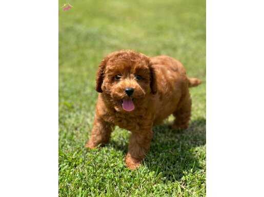 %% ORJİNAL RED BROWN TOY POODLE YAVRULARI 