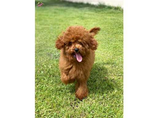 TÜRKİYENİN EN ÖZEL TOY POODLE ÇİFLİĞİNE BEKLİYOZ