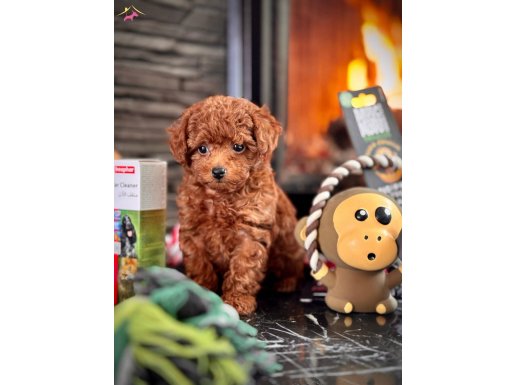 POODLE ÇİFLİĞİNDEN RED BROWN BEBEKLER SİZLERİ BEKLİYOR 