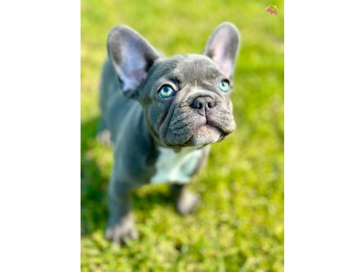 BLUE FRENCH BULLDOG YAVRULARI SİZLERİ BEKLİYOR 