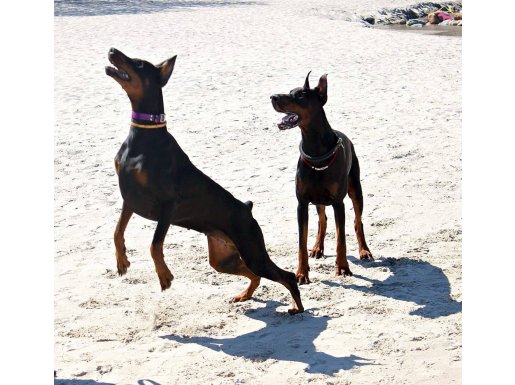 A SECERELİ ÖZEL DOBERMAN YAVRULARI 