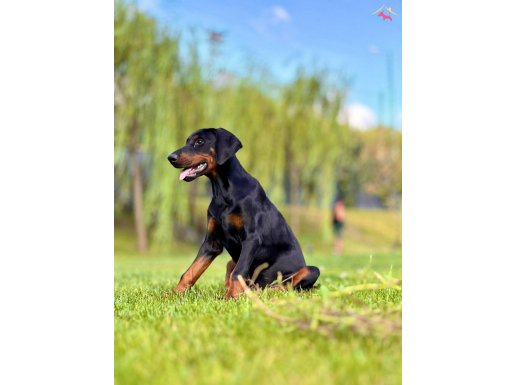 SÜPER SECERELİ DOBERMAN YAVRULARI ISTANBUL 