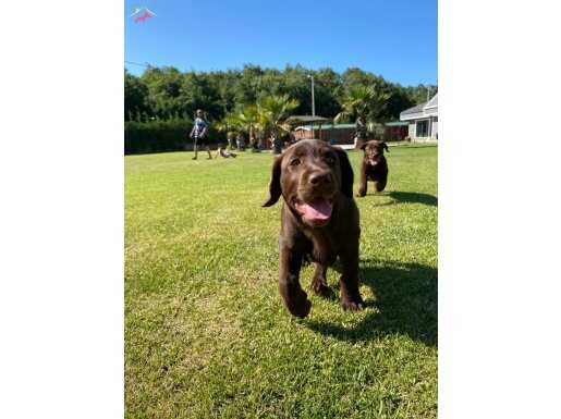 A SECERELİ EĞİTİMLİ LABRADOR RETRIEVER YAVRULARI 