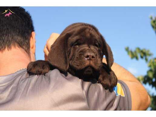 LABRADOR RETRIEVER ÇİFLİĞİNDEN SECERELİ YAVRULAR