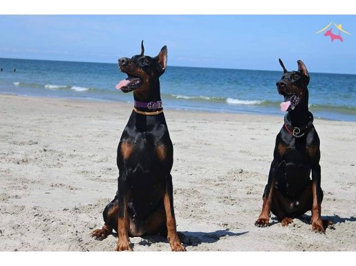 İSTANBUL KÖPEK ÇİFTLİĞİNDEN A SECERELİ YAVRULAR 