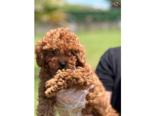 Tea Cup Red Brown Toy Poodle Yavruları 