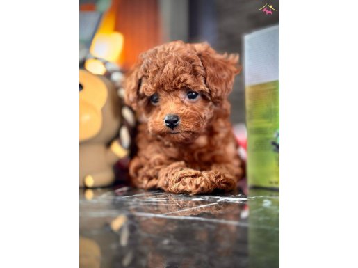 Türkiyenin en özel Toy Poodle bebekleri sizleri bekliyor 