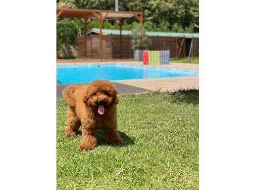 EN SEVİMLİ POODLE BEBEKLERİ SİZLERİ BEKLİYOR 