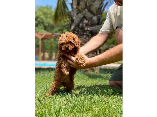 POODLE ÇİFLİĞİNDEN RED BROWN YAVRULAR 