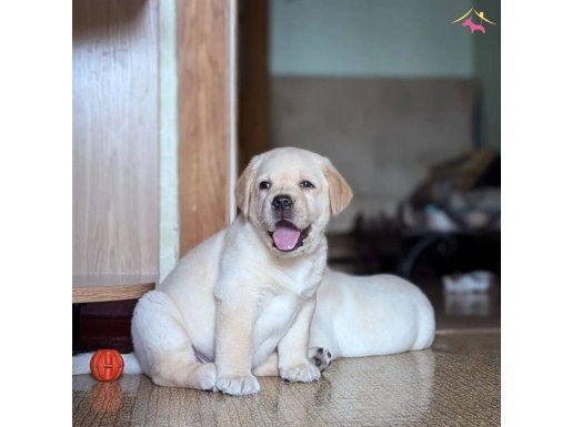 HARIKA LABRADOR YAVRULARI SİZLERİ BEKLİYOR 