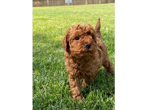 TÜRKİYENİN EN ÖZEL BROWN TOY POODLE YAVRULARI 