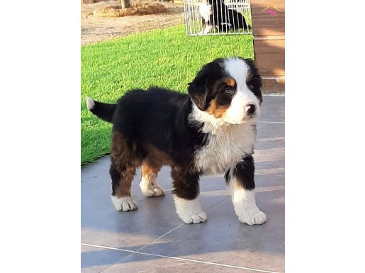 BERNESE MOUNTAİN DOG YAVRULARI ÇİFLİĞİMİZ BEKLERİZ 