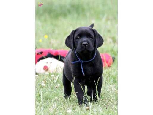 LABRADOR RETRIEVER YAVRULARI SİZLERİ BEKLİYOR 