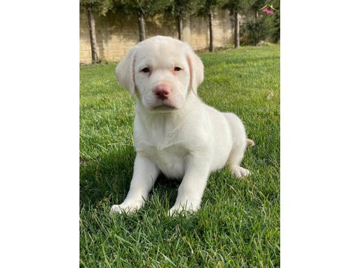 İSTANBUL KÖPEK ÇİFTLİĞİDEN LABRADOR YAVRULARI 