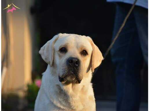 Secereli labrador retriever yavruları İstanbul 