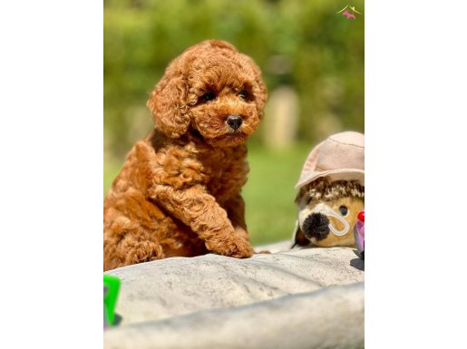 SECERELİ RED BROWN TOY POODLE YAVRULARI SİZLERİ BEKLİYOR 