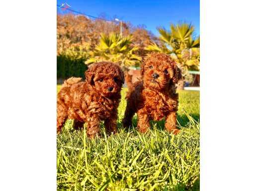 RED BROWN TOY POODLE YAVRULARI İSTANBUL 