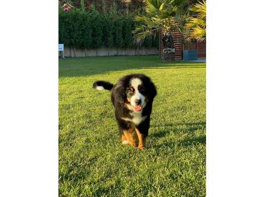 BERNESE MOUNTAİN DOG YAVRULARI İSTANBUL 