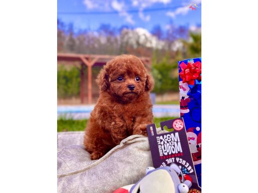 TÜRKİYENİN EN ÖZEL RED BROWN TOY POODLE YAVRULARI 