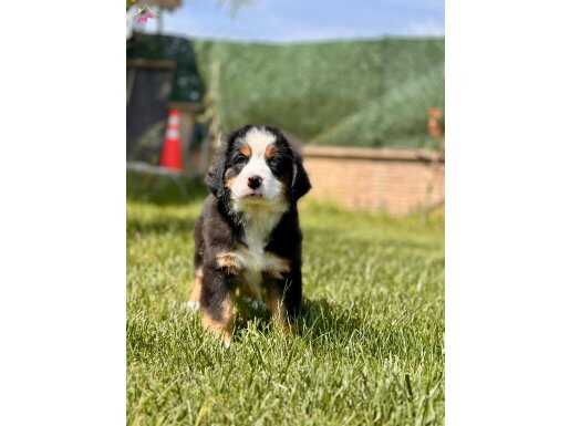 BERNESE MOUNTAİN DOG YAVRULARI İSTANBUL 