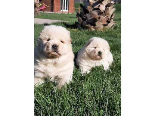 RUHSATLİ ÇİFLİKTEN CHOW CHOW YAVRULARI İSTANBUL 