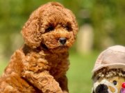 SECERELİ RED BROWN TOY POODLE YAVRULARI SİZLERİ BEKLİYOR 