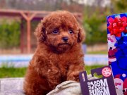 TÜRKİYENİN EN ÖZEL RED BROWN TOY POODLE YAVRULARI 