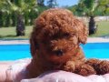 MUHTEŞEM BIR YAVRU POODLE İSTİYORSANIZ DOĞRU ADRESTESINIZ