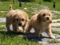 Orjinal Mini Maltipoo Yavruları 