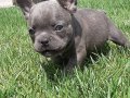 Maşallah demeden geçmeyin BLUE FRENCH BULLDOG 