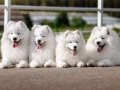 Muhteşem güzel SAMOYED yavrularımız 