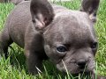 Özel blue french bulldog yavruları 