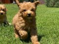 %%ORJİNAL F2 MALTIPOO YAVRULARİMİZ 