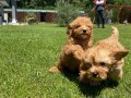 Bebek yüzlü maltipoo yavrulari sizleri bekliyor 